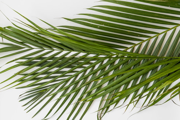 Free photo green palm branches