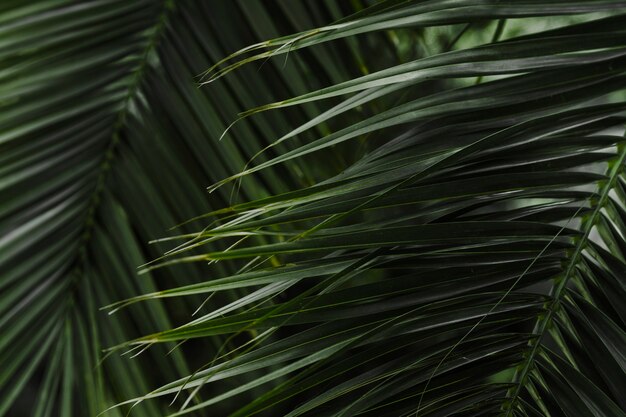 Green palm leaf background