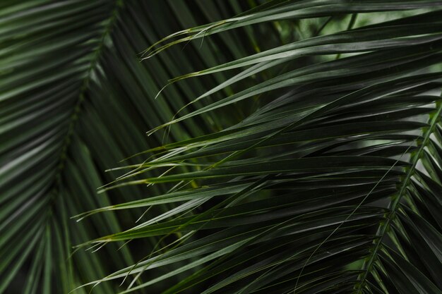 Зеленый фон из пальмовых листьев