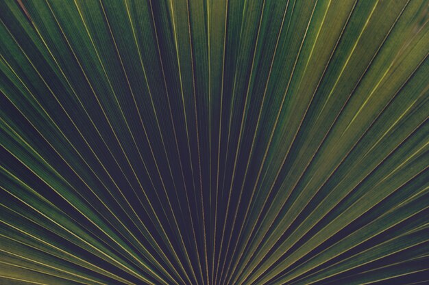 Green palm leaf closeup
