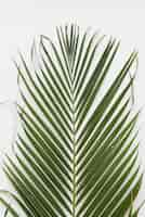 Free photo green palm leaf from above