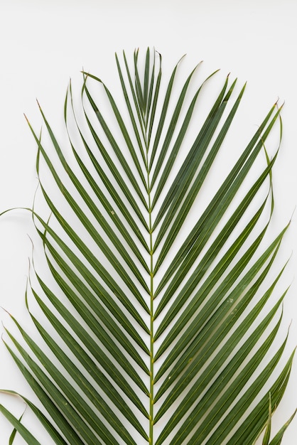 Green palm leaf from above 
