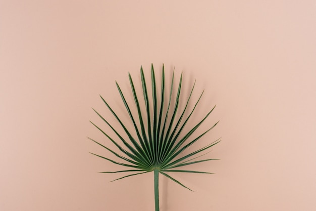 Green palm leaf on pink background