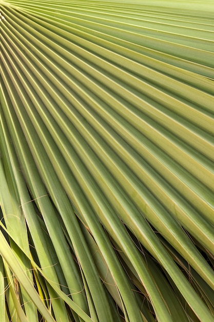Текстура зеленых пальмовых листьев