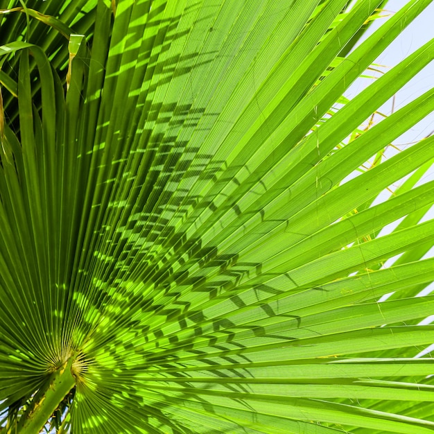 Green palm leaves as a background. summer vacation and tropical nature concept.