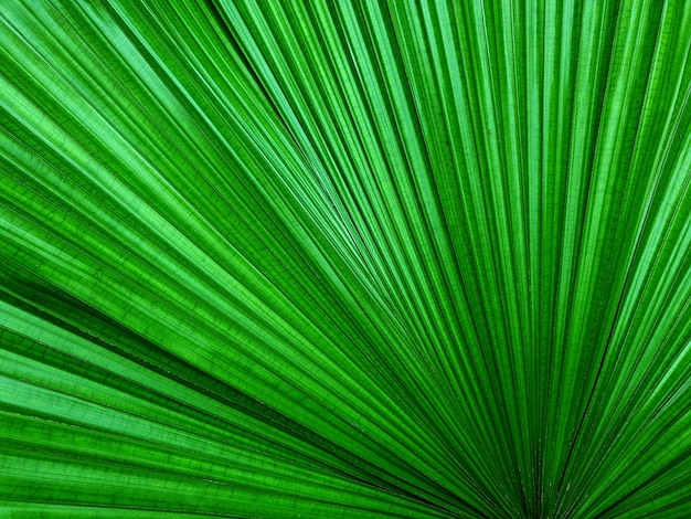 Зеленые пальмовые листья линии фон и текстуры