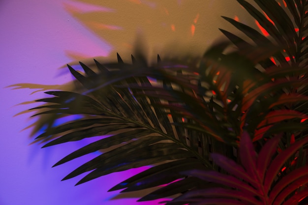 Green palm leaves on purple backdrop