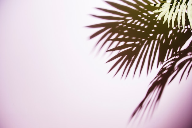 Green palm leaves shadow on pink background