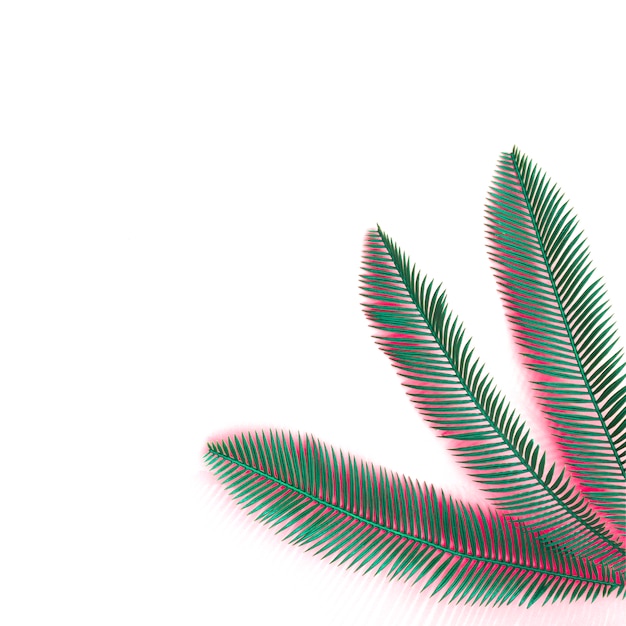 Free photo green palm leaves with coral shadow on the corner of white background