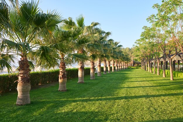 Green palm park and their shadows on the grass.