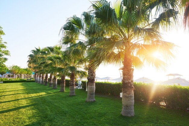 Green palm park and their shadows on the grass.