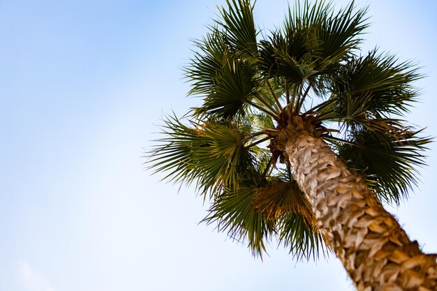 Green palm tree on blue sky background