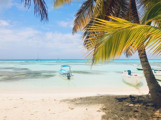 Green palms raise up to the sky on the sunny beach