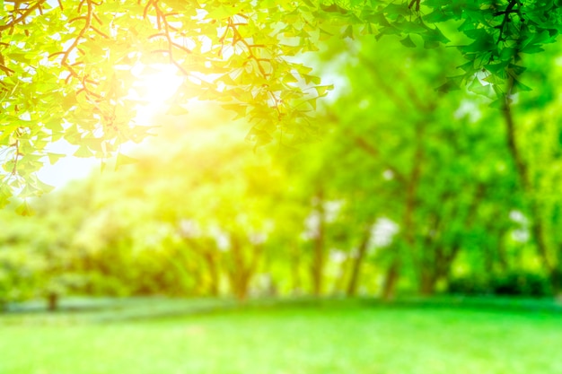 Foto gratuita vista sul parco verde