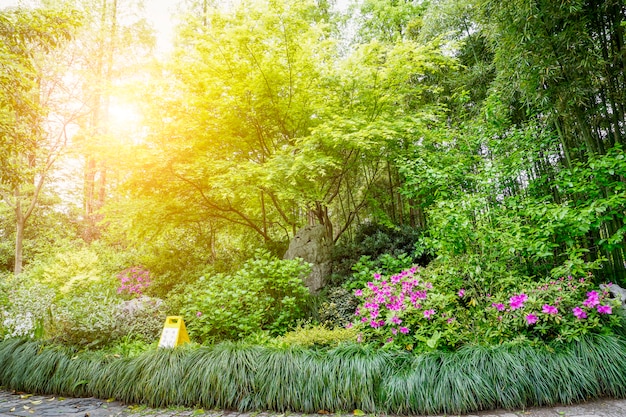 Foto gratuita vista sul parco verde