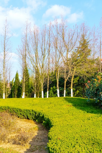 緑の公園の景色