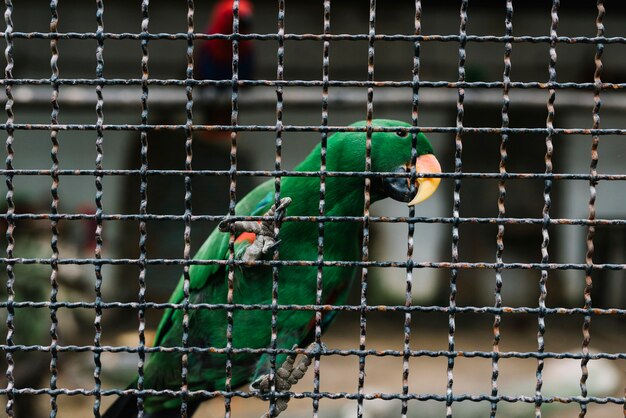 Зеленый попугай, зажатый на металлическом заборе