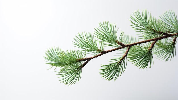 Free photo a green pine branch on a white background