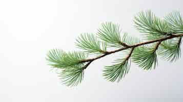 Free photo a green pine branch on a white background