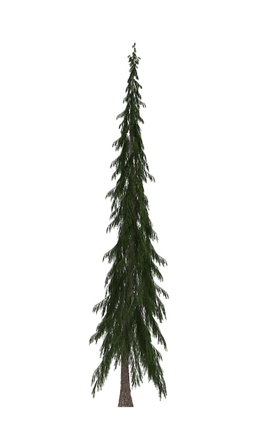 흰색 배경에 고립 된 녹색 소나무 크리스마스 트리 배너 디자인 3d 그림 Cg 렌더링 프리미엄 사진