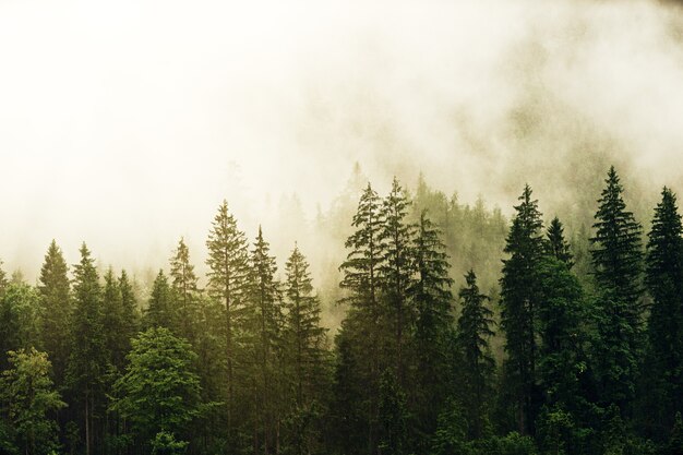 Green pine trees covered with fog