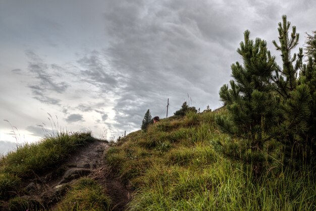 Green Pine Trees