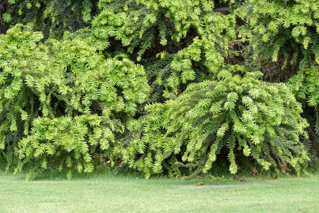 Foto gratuita sfondo verde della pianta