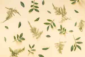 Free photo green plant branches scattered on yellow background