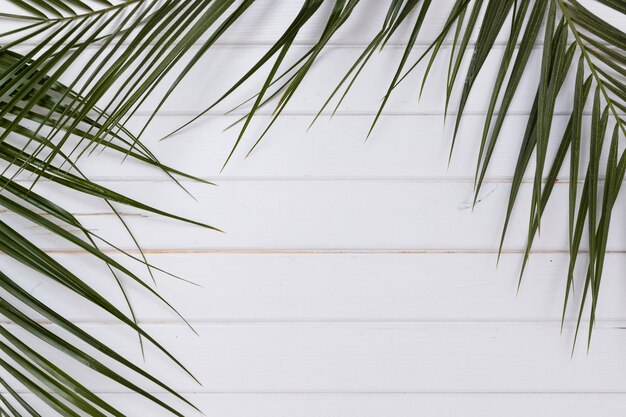 Green plant branches on white wood