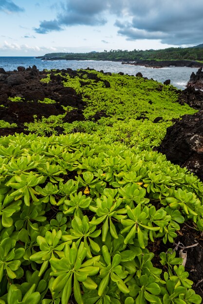 水域近くの茶色の岩の上の緑の植物