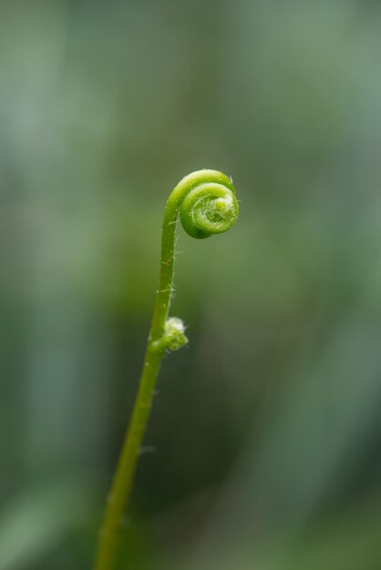 フィールドに緑色の植物