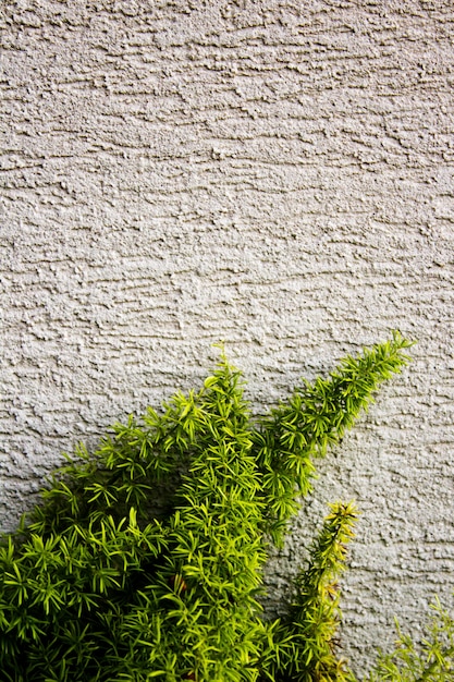 Green plant growing on a wall