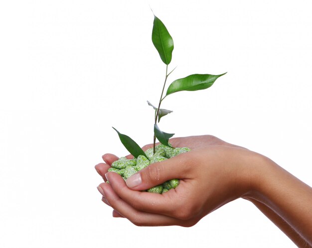 Green plant in the hands