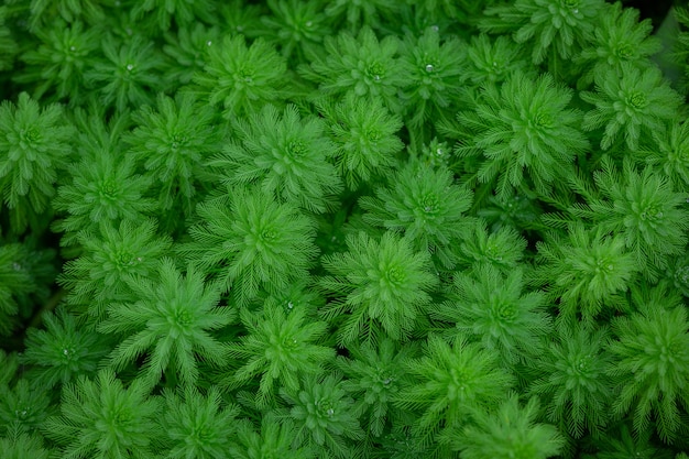 Green plant leaf texture background