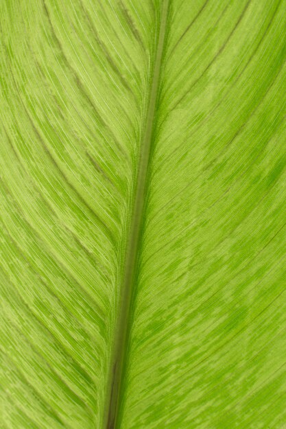 녹색 식물 잎 텍스처