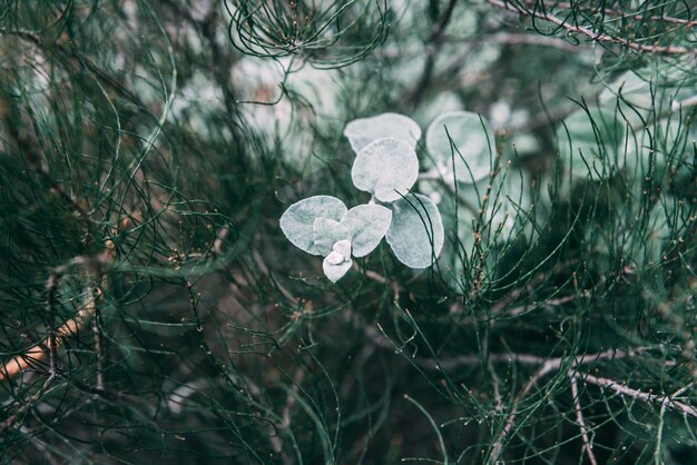 Green plant leaves background