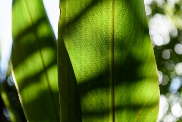 緑の植物の葉の背景