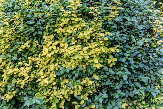 緑の植物の葉の背景