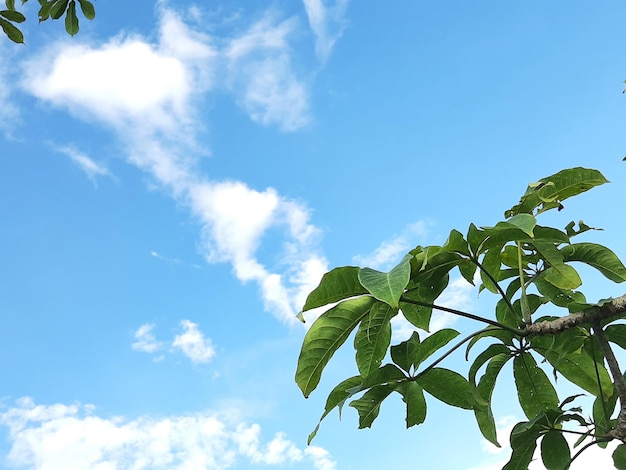 Зеленые листья растений на фоне голубого неба