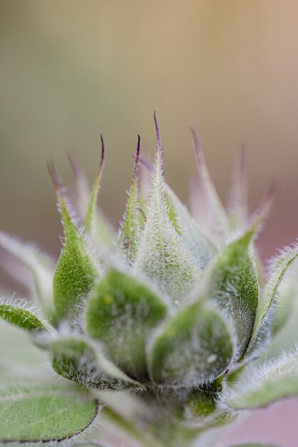 マクロレンズの緑の植物