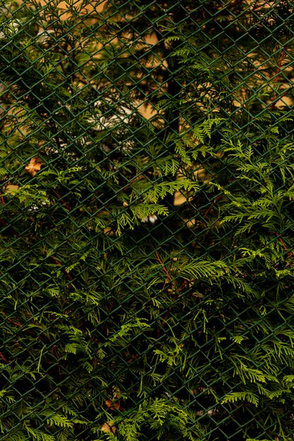 Green plant seen through chain link fence