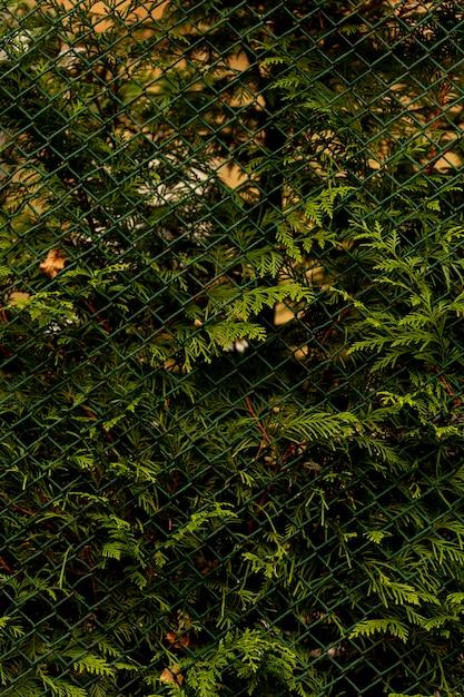 チェーンリンクフェンスを通して見た緑の植物