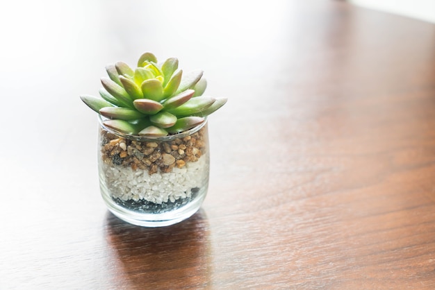 Foto gratuita pianta verde in un vaso