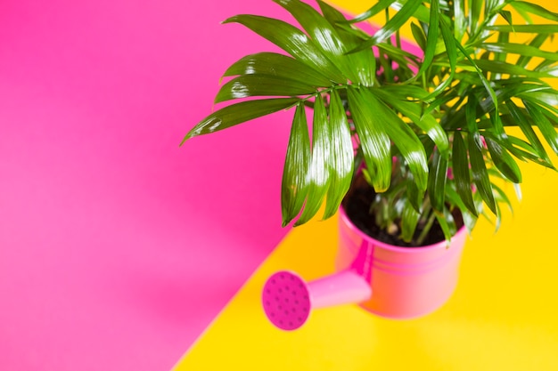 Green plant in watering pot