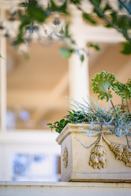 Green plant on white ceramic pot