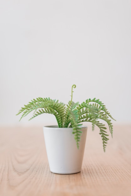 白い植木鉢の緑の植物