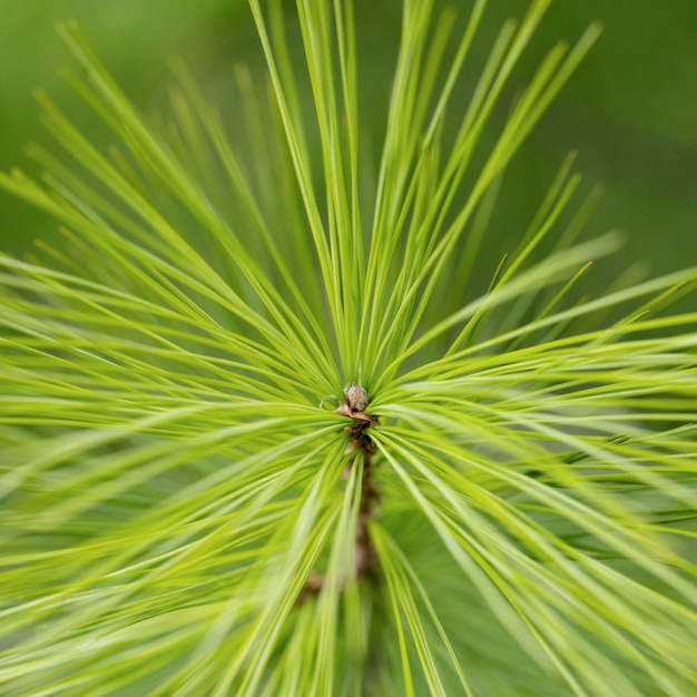 Free photo green plant with long leaves