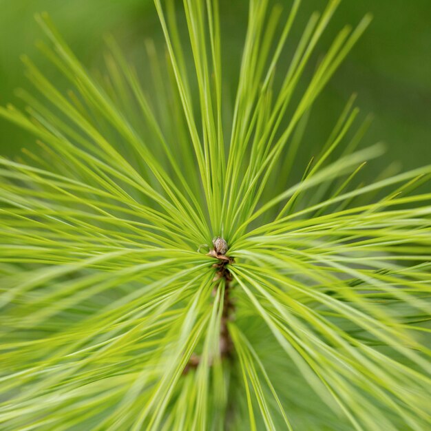 Green plant with long leaves