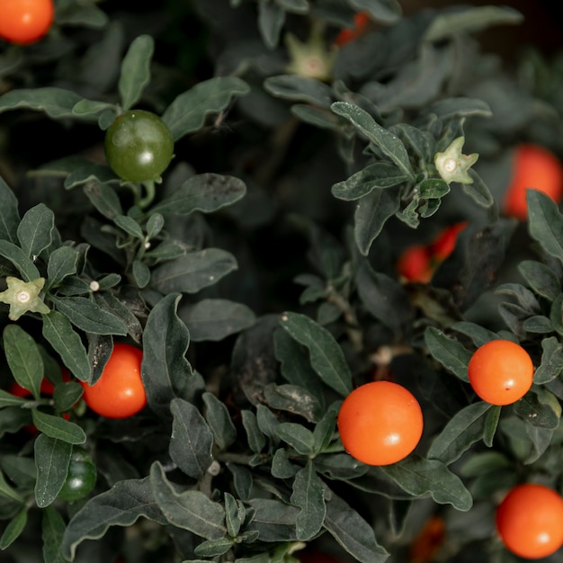 オレンジ色の果実と緑の植物