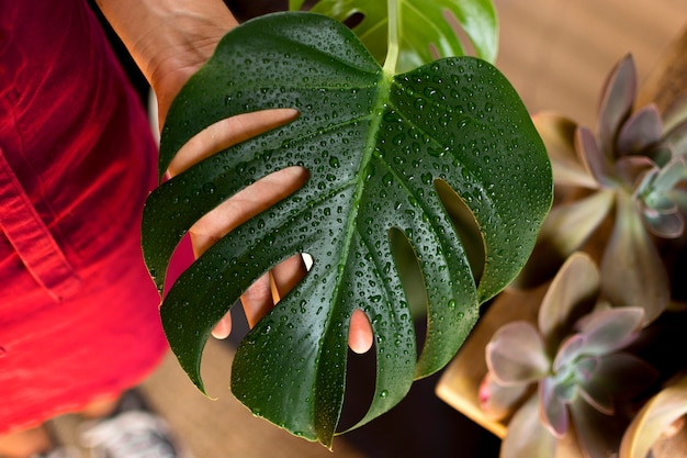 Green plant with water drops